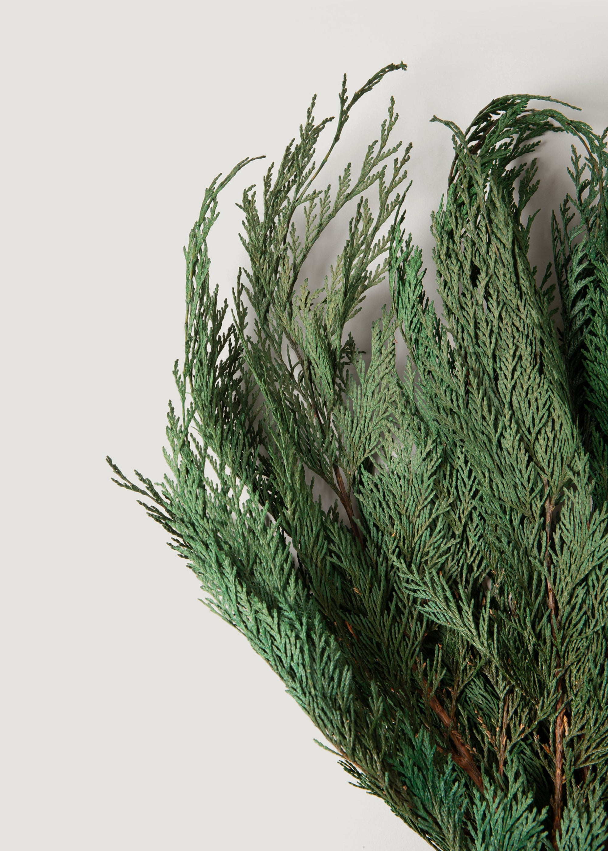 Preserved Winter Greens Cedar Branch Bundle - 18-24"