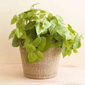 Natural Scallop Planter Basket